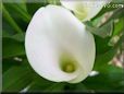 white calla lil flower