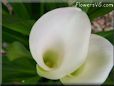 white calla lil flower