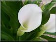 white calla lil flower