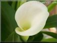 white calla lil flower