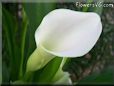 white calla lil flower
