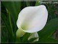 white calla lil flower