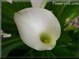 white calla lil flower