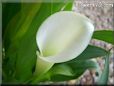 white calla lil flower