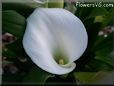 white calla lily  pictures