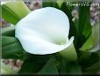 white calla lil flower