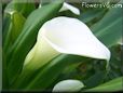 white calla lil flower