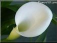 white calla lil flower