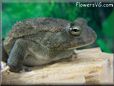  egyptian toad picture