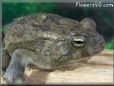  egyptian toad picture