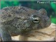  egyptian toad picture