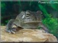  egyptian toad picture