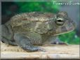  egyptian toad picture