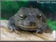  egyptian toad picture