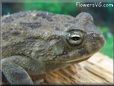  egyptian toad picture