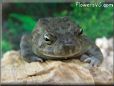  egyptian toad picture