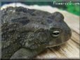 egyptian toad picture
