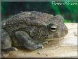  egyptian toad picture