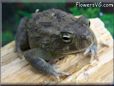  egyptian toad picture