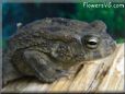  egyptian toad picture