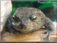  egyptian toad picture