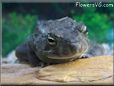  egyptian toad picture