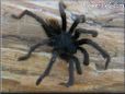 black tarantula