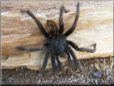 black tarantula