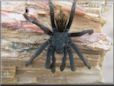 black tarantula