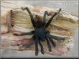 black tarantula