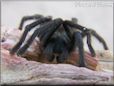 black tarantula