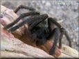 black tarantula