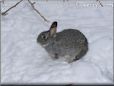  gray pet rabbit picture