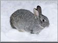  gray pet rabbit picture