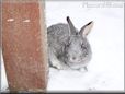  gray pet rabbit picture