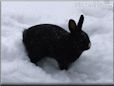 black rabbit picture