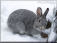 gray bunny rabbit pictures