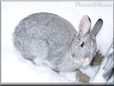  gray pet rabbit picture