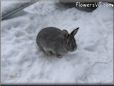  gray pet rabbit picture