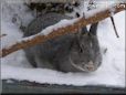  gray pet rabbit picture