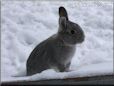  gray pet rabbit picture