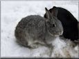  gray pet rabbit picture