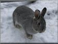  gray pet rabbit picture