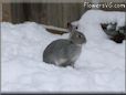  gray pet rabbit picture