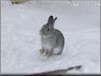  gray pet rabbit picture