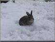  gray pet rabbit picture