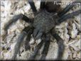 pink toe tarantula