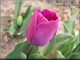 purple bloomed tulip flower