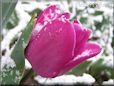purple tulip flower