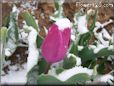 snow purple tulip flower